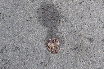 Auf der Straße überfahrene Erdkröte