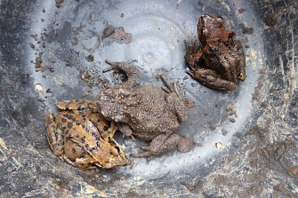 Erdkröte und zwei Grasfrösche in einer Eimerfalle am Amphibienzaun