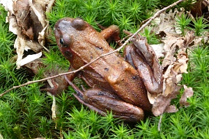 Grasfrosch