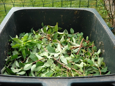 Abfalltonne mit Grünabfall&nbsp;&copy;&nbsp;dmoreaurh auf Pixabay