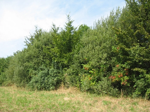 Hecke auf der Wiese.JPG&nbsp;&copy;&nbsp;Stadt Ennepetal
