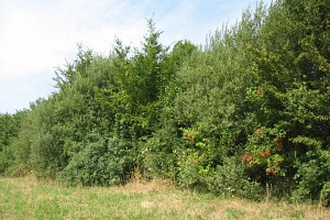 Hecke auf der Wiese.JPG