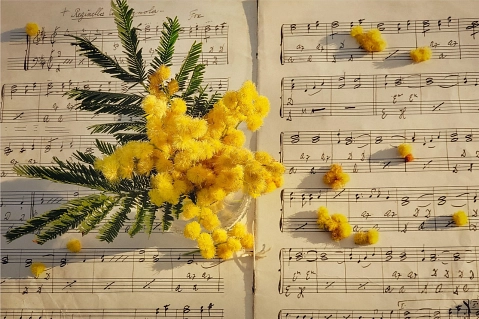 Zu sehen ist eine Mimose, die auf einem Notenblatt liegt&nbsp;&copy;&nbsp;Pixabay