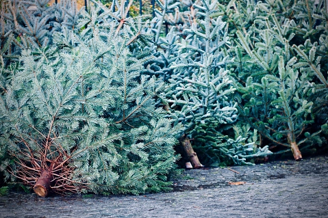 Weihnachtsbaum-Abfuhr&nbsp;&copy;&nbsp;Unsplash